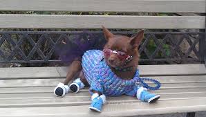 Lounging On A Bench In A Sweater Made By Daddie And A Tutu Made By Mommie Sweater Making Bulldog French Bulldog