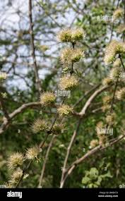 Image result for Combretum padoides