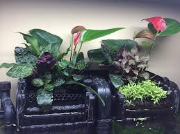 House Plants Aquarium Fish Tank Fresh Water Fish Tank Freshwater Aquarium Fish