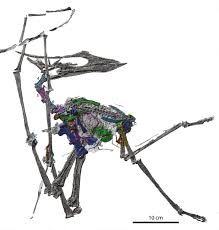 Image result for Sinopteridaceae