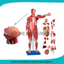 The epididymis is a long, coiled tube that rests on the backside of each testicle. 170 Cm Full Body Muscles Of Male With Internal Organs 27 Parts Human Muscles Anatomy Model Human Muscle Muscle Anatomymuscle Anatomy Model Aliexpress