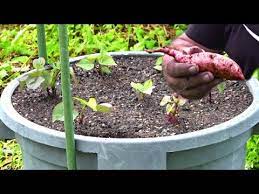 How To Grow Sweet Potato In Containers Or Pots Youtube In 2021 Growing Sweet Potatoes Container Potatoes Grow Potatoes In Container