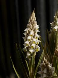 Image result for Zeuxine africana