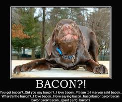 Pin By Veronica Boyer Hernandez On Various Funny Dog Pictures Cute Animals Funny Animal Pictures