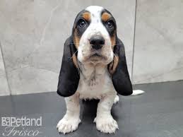 Check spelling or type a new query. Basset Hound Puppies Petland Frisco Tx