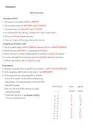 .pairing worksheet answer key is a new way of looking at defining happiness in every facets of our way of life including personal life and relationships in work. Dna The Secret Of Life Worksheet Answers Printable Worksheets And Activities For Teachers Parents Tutors And Homeschool Families