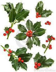 Christmas Holly Green Leaf Red Berry Twig Christmas Leaves Christmas Plants Christmas Berries