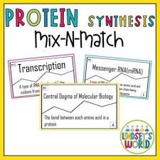 Protein Synthesis By Lindsey S World Teachers Pay Teachers In 2020 Protein Synthesis Transcription And Translation Synthesis