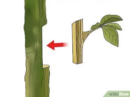 The grafting of the cherry tree, the grafting of citrus fruits, the grafting of the lemon and, in general, of any fruit tree, is carried out with the technique of the split grafting or the bud grafting. 5 Ways To Graft A Tree Wikihow