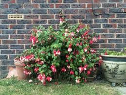 Fuchsia Multiplication Par Bouturage Idees Jardin Jardins Et Jardinage