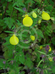 Image result for Calceolaria tripartita