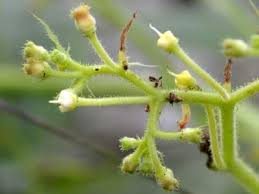 Image result for Cyphostemma hypoleucum