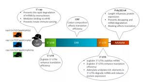 A ribonucleic acid (rna) vaccine or messenger rna (mrna) vaccine is a type of vaccine that uses a copy of a molecule called messenger rna (mrna) to produce an immune response. Mrnaç–«è‹— ä¼ ç»Ÿç–«è‹—çš„æ•'æ˜Ÿ è‚½åº¦timedoo