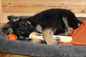 Here are some reasons why dogs like to bury bones and other objects a dog may also bury items when they are nervous or anxious since digging is a calming activity. Why Does My Dog Hide Things Reasons Why Your Dog Is Hiding Items