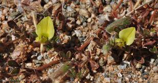 Image result for Melolobium