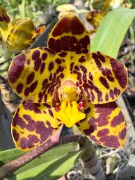 Image result for Angraecopsis amaniensis