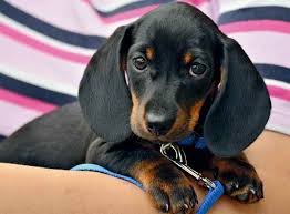 Ce ne sono alcuni che semplicemente si mettono a dormire e tanti saluti a tutti. Quando Il Cucciolo Lasciato Solo Si Agita Medicina Comportamentale Animale E Veterinaria