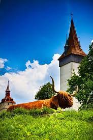 highland cattle lucerne switzerland scottish highland cow highland cattle scottish highlands