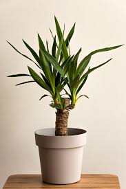Yucca Cane Plant In 2020 Small Indoor Plants Yucca Plant Indoor Plants