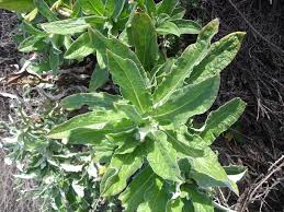 Image result for Helichrysum foetidum