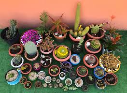 Fioriere da giardino giardino di piante grasse piante da giardino roccia vaso per piante giardino decorating your place with artificial cactus. Piante Grasse E Succulente Piante Grasse Piante Fiori