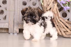 Maybe you would like to learn more about one of these? Teacup Havanese Puppies For Sale Online Shopping