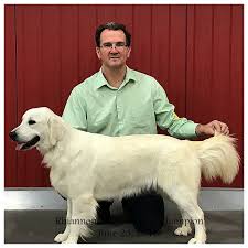 We want to share this breed with those who admire it and we can't wait for you to share the love of this majestic dog with us. Silversword English Golden Retrievers Silversword Akc Registered English Golden Retrievers