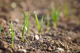 Plant onions in single rows allowing at least 30 cm between plants to promote good air circulation and quick drying of foliage after rain; How To Plant And Grow Onions Gardener S Path