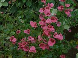 Image result for ostruhatka