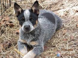 Texas Heeler Puppies For Sale In Branford Florida Classified Americanlisted Com