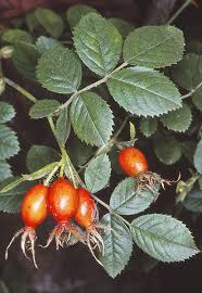 Image result for Cissus rubiginosa