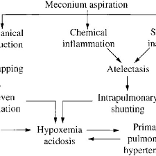 Pathophysiology Of Meconium Aspiration Syndrome From Fanaroff And Download Scientific Diagram