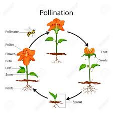 education chart of biology for pollination process diagram