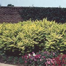 Hedge cutting, trimming a privet hedge. Golden Vicary Privet Ligustrum X Vicaryi My Garden Life