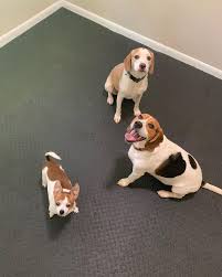 Profile for Dompop's Pet Sitting