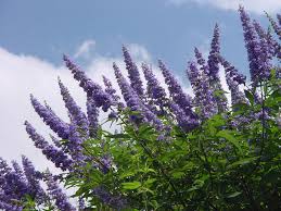 What is that blooming sage shrub or plant that is overflowing with purple flowers in the az desert? Texas Superstar