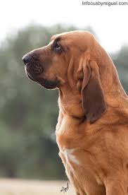 Black And Tan Bloodhound Puppy Pin By Samantha Tietz On Animals Bloodhound Dogs Bloodhound Puppies Baby Dogs