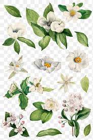 Hand Drawn White Flower Png Set Watercolor Illustration Free Image By Rawpixel Com Adj White Flower Png White Flowers Flower Illustration