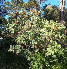 Image result for Greyia