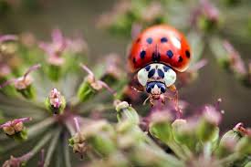 Trois Coccinelles A Decouvrir Dans Le Jardin Amenagement Jardin Petit Faune Coccinelle Asiatique