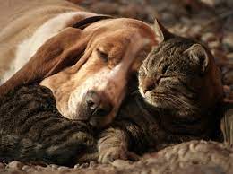 We did not find results for: 27 Cute Pictures Of Cats And Dogs Living Together In Perfect Harmony