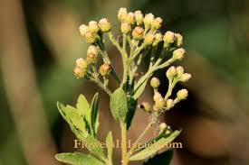 Image result for Pluchea dioscoridis