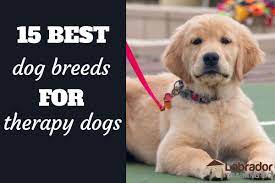In the united states, your dog must get akc's canine good citizen. 15 Best Dog Breeds For Therapy Dogs