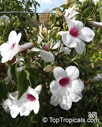 Available in a wide range of colors and bicolors, this annual is a snap to grow. Pandorea Jasminoides Bignonia Jasminoides Tecoma Jasminoides Pandora Vine Bower Vine Southern Bell Toptropicals Com