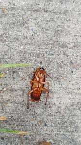 Residential and commercial pest prevention, removal and extermination. Landing Page Affordable Pest Termite Control