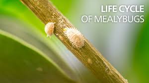 Image result for Mealybug cucumber