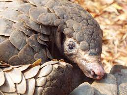 In this article we will discuss about the general characters and classifications of class mammalia. Is The Covid 19 Outbreak The Revenge Of The Pangolin Peta