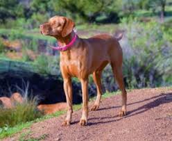 Find your perfect puppy here today. Red Dog Ranch Vizsla Puppies For Sale