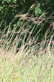 Image result for Andropogon