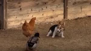 Our puppies are akc registered & vaccinated. Corgi Chicken And Duck Fight Takes Internet By Storm
